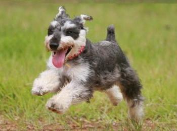 動物往診専門動物病院_動物往診センターは犬、猫、フェレット、小鳥、うさぎなど小動物の為の往診専門動物病院です