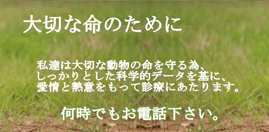 夜間動物往診動物病院_動物往診センターは、夜間・休日の救急・緊急時に往診診療を希望される方のための動物往診専門の動物病院です。
